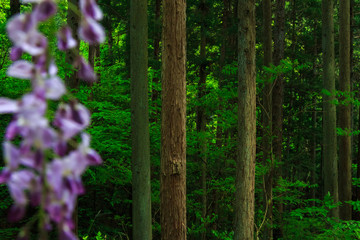 Fototapeta na wymiar Japanese silky wisteria in a deep forest