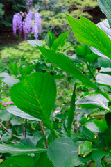 Small tree frog with a wild wisteria