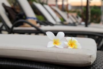plumeria flower on the chair and swimming pool
