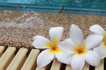 plumeria flower and blue swimming pool rippled water detail