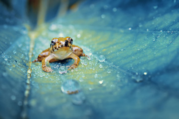 Frog