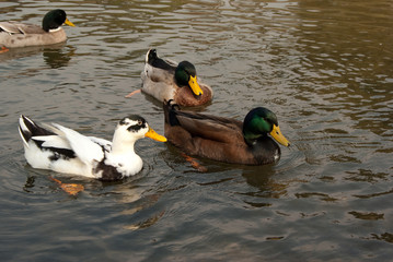 Rural ducks