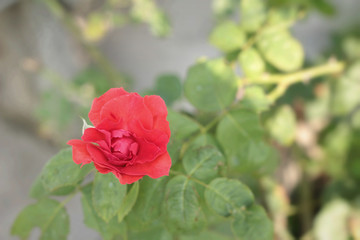 Vintage roses beauty with the nature