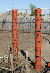 Vertical beds with sprouts strawberries