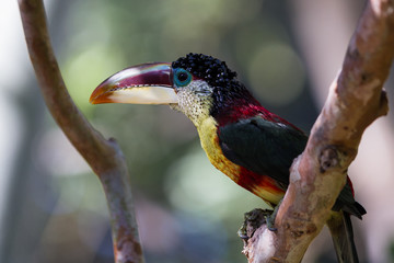 Curl-crested aracari (Pteroglossus beauharnaesii)