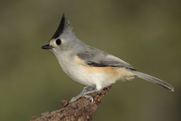 Titmouse posado en una rama