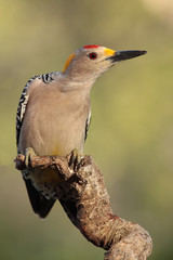 Golden fronted woodpecker posado en una rama con fondo verde