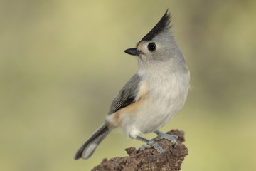 Titmouse posado en una rama