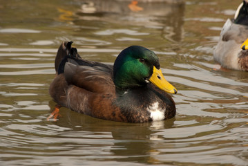 Rural ducks