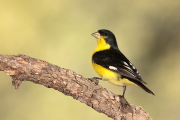 Lesser goldfinch en una rama posado
