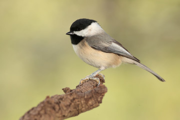 Chickadee en una rama