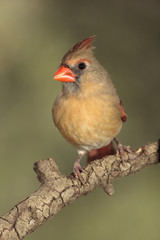 Northern cardinal en una rama