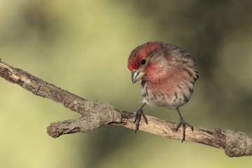 House finch macho en una rama