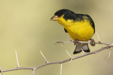 Lesser goldfinch en una rama de puas