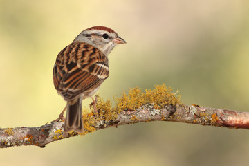 Chipping sparrow en una rama con líquenes