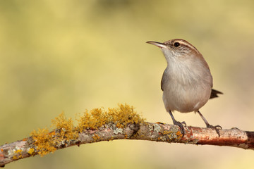 Bewicks wren en una rama con líquenes