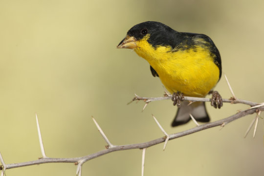 Lesser goldfinch en una rama de puas