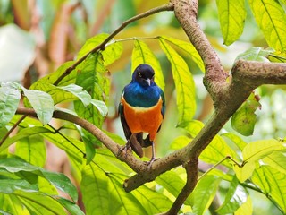 Superb Starling (Lamprotornis superbus) roosting on branch.