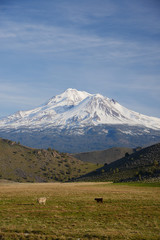 mount shasta
