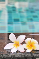 Fototapeta na wymiar plumeria flower and blue swimming pool rippled water detail