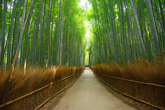 Fototapeta bambusowy rowek