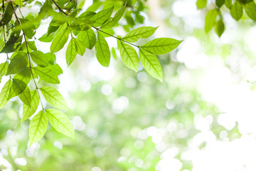 Fototapeta na wymiar green leaves on green bokeh sunshine background