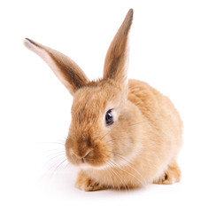 Little rabbit isolated on white