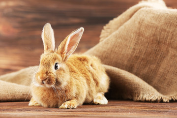 Little rabbit on wooden background