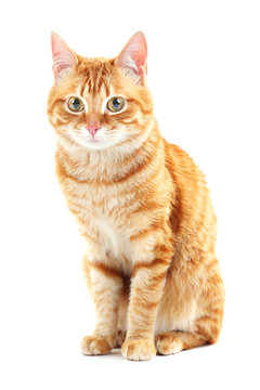 Portrait of red cat isolated on white