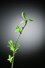 Young foliage on twig, on grey background