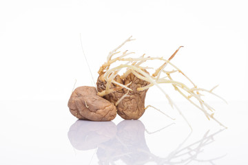 Sprung potatoes with sprouts isolated on white background