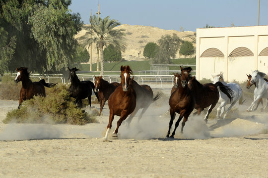 chevaux pur-sang bahrein