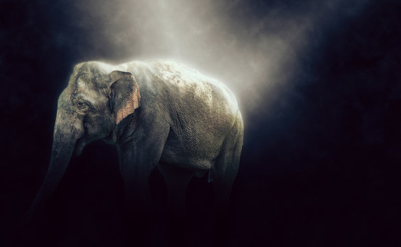HDR photo of elephant