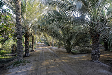 palmeraie bahrein