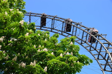 Wiener Riesenrad mit blühendem Kastanienbaum