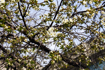 Blooming cherry tree twigs in spring close up