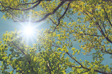 Fototapeta premium Forest with sun flare.