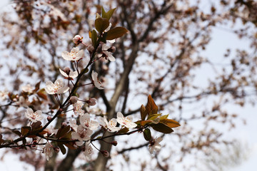 Blooming cherry tree twigs in spring close up