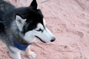 Siberian Husky dog sitting on the beach