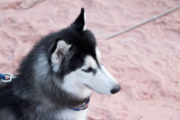 Siberian Husky dog sitting on the beach