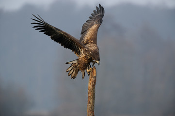 pygargue à queue blanche