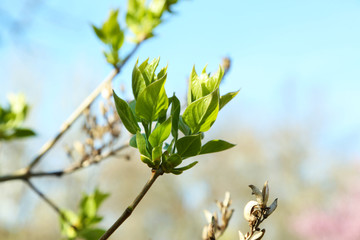 Green leaves on twigs in spring close up