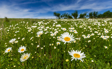 Wild daisies in a country meadow