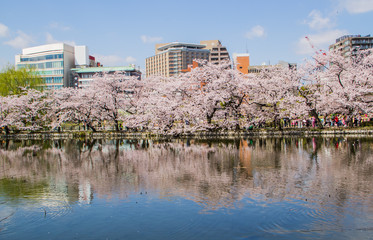 Reflection of sakura