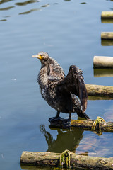 Wet bird