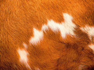 cow fur background (21)