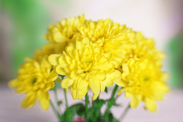 Beautiful chrysanthemum close up