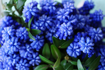 Beautiful bouquet of muscari - hyacinth close up