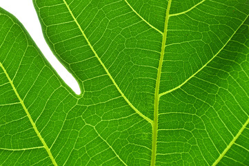 Breadfruit leaf texture background