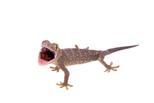 Tokay Gecko isolated on white background
